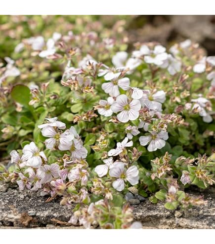 Amazon.co.jp: 宿根かすみ草 八重咲き ホワイト 苗 多年草 : DIY・工具